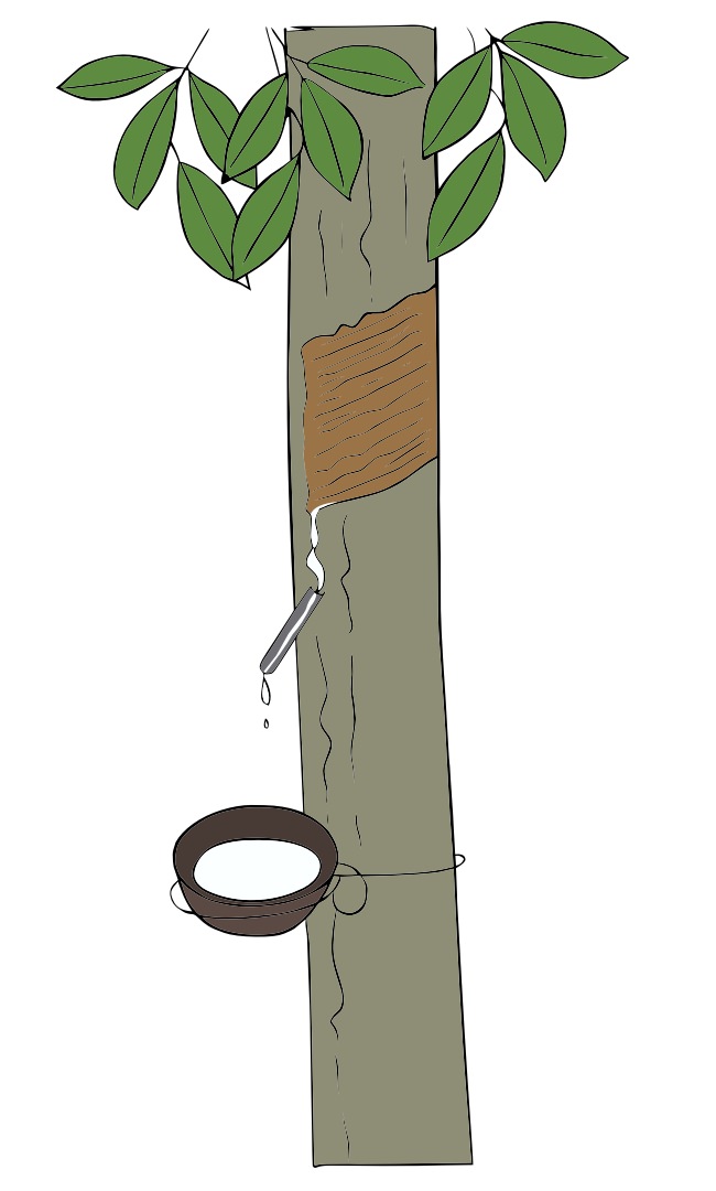Rubber Tree - 두들리(Doodly)